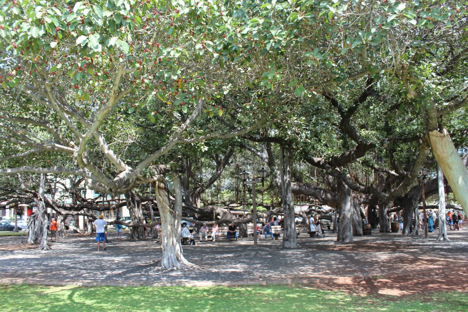 Lahaina Market Place Maui