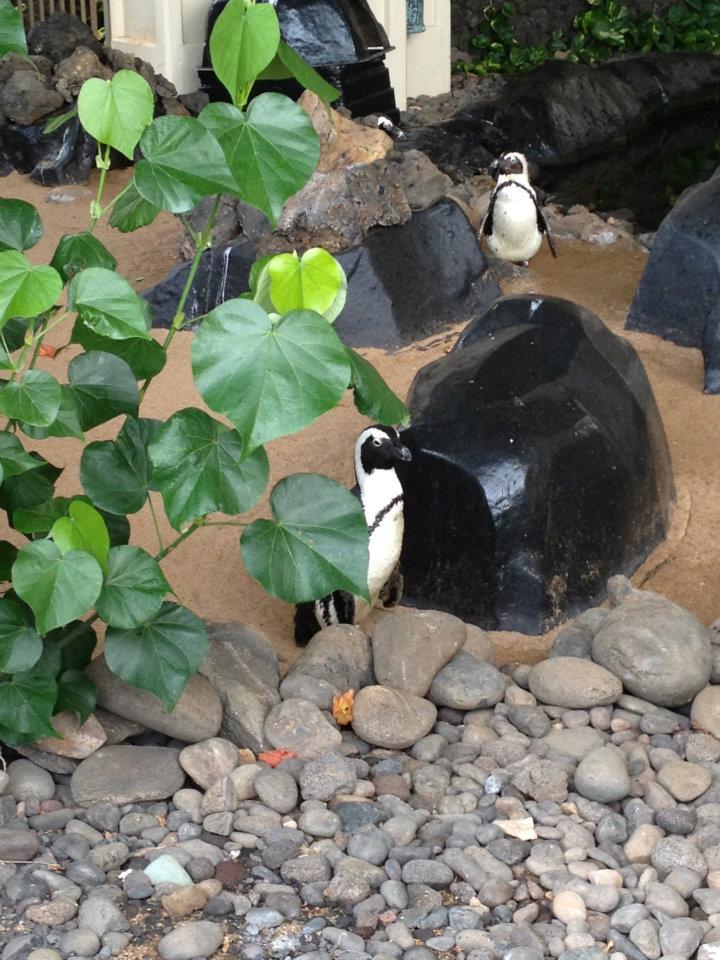 Penguins at Hyatt Maui
