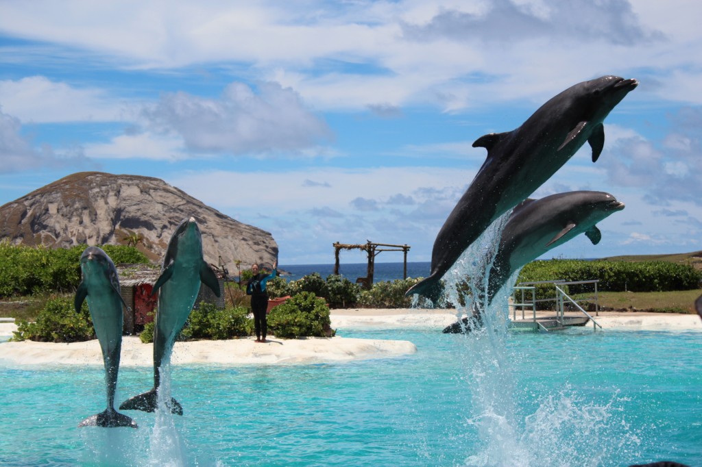 Oahu Sea Life Park With Kids Review