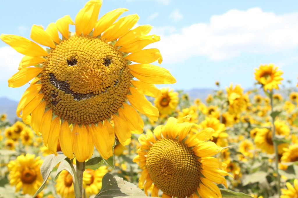 Sunflower Patch North Oahu Haleiwa